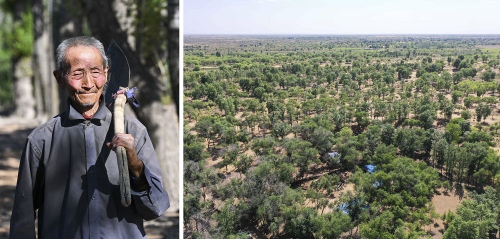 拼版照片：左圖為內(nèi)蒙古鄂托克前旗呼和陶勒蓋嘎查的牧民曹扎娃出門勞作（2023年6月14日攝）；右圖為曹扎娃的承包地（2023年6月14日攝，無人機(jī)照片）。20世紀(jì)80年代，在毛烏素沙地中，曹扎娃主動承包了2300多畝沙地。這么多年來，曹扎娃堅(jiān)持種樹治沙，最終將沙地變成了林海。新華社記者 劉磊 攝