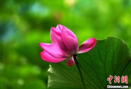 6月19日，時值一年畢業(yè)季，四川大學(xué)望江校區(qū)荷花池里的荷花盛開，成為了畢業(yè)生們的打卡圣地，吸引了眾多畢業(yè)生拍照留念。圖為盛開的荷花。中新社記者 安源 攝