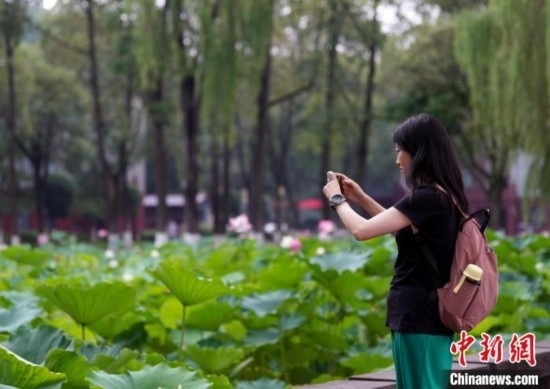 6月19日，時值一年畢業(yè)季，四川大學(xué)望江校區(qū)荷花池里的荷花盛開，成為了畢業(yè)生們的打卡圣地，吸引了眾多畢業(yè)生拍照留念。圖為畢業(yè)生在荷花池邊拍照留念。中新社記者 安源 攝