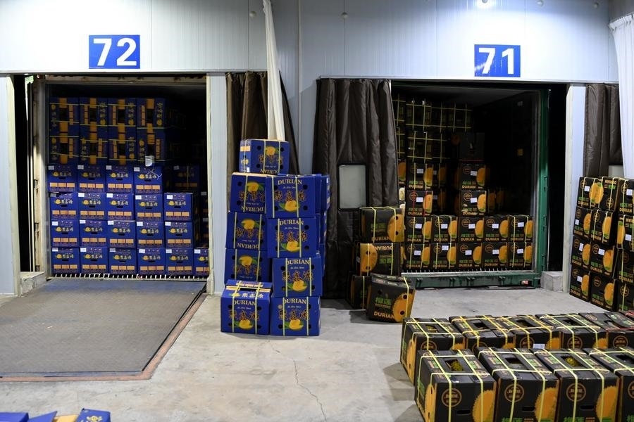 2023年9月12日在廣西憑祥友誼關(guān)口岸拍攝的等待通關(guān)的進(jìn)口榴蓮。新華社記者 曹祎銘 攝