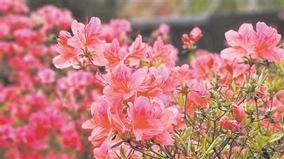 井岡山大學(xué)北區(qū)的生物園內(nèi)，一叢叢映山紅競相怒放。井岡山大學(xué)供圖