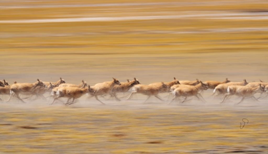 2024年6月13日，在羌塘國家級自然保護區(qū)，遷徙中的藏羚羊奔跑起來。新華社記者費茂華攝