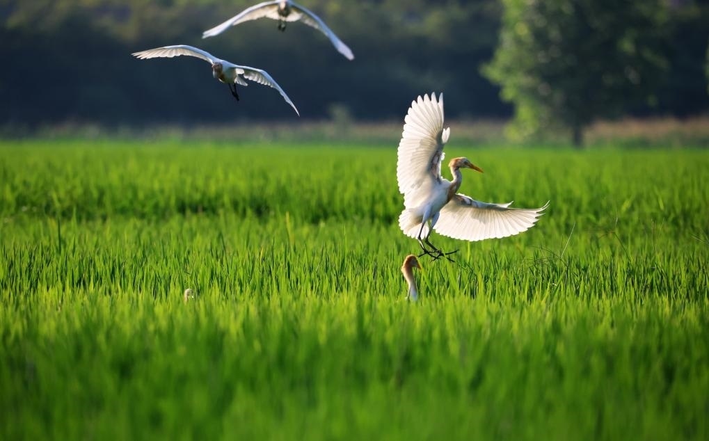 2023年8月7日，鷺鳥在山東省臨沂市郯城縣郯城街道水稻田間飛舞。新華社發(fā)（張春雷 攝）