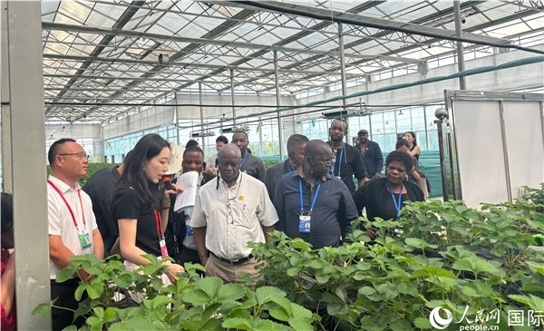 研討班成員在大棚中了解植物種植技術(shù)。人民網(wǎng) 曹欣悅攝