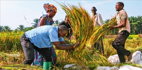 2018 年，中國(guó)農(nóng)業(yè)專家組在布隆迪布班扎省吉漢加縣設(shè)立首個(gè)水稻減貧示范村。圖為當(dāng)?shù)剞r(nóng)戶在稻田里給雜交水稻脫粒（2023 年 6 月 20 日攝） 韓旭攝 / 本刊