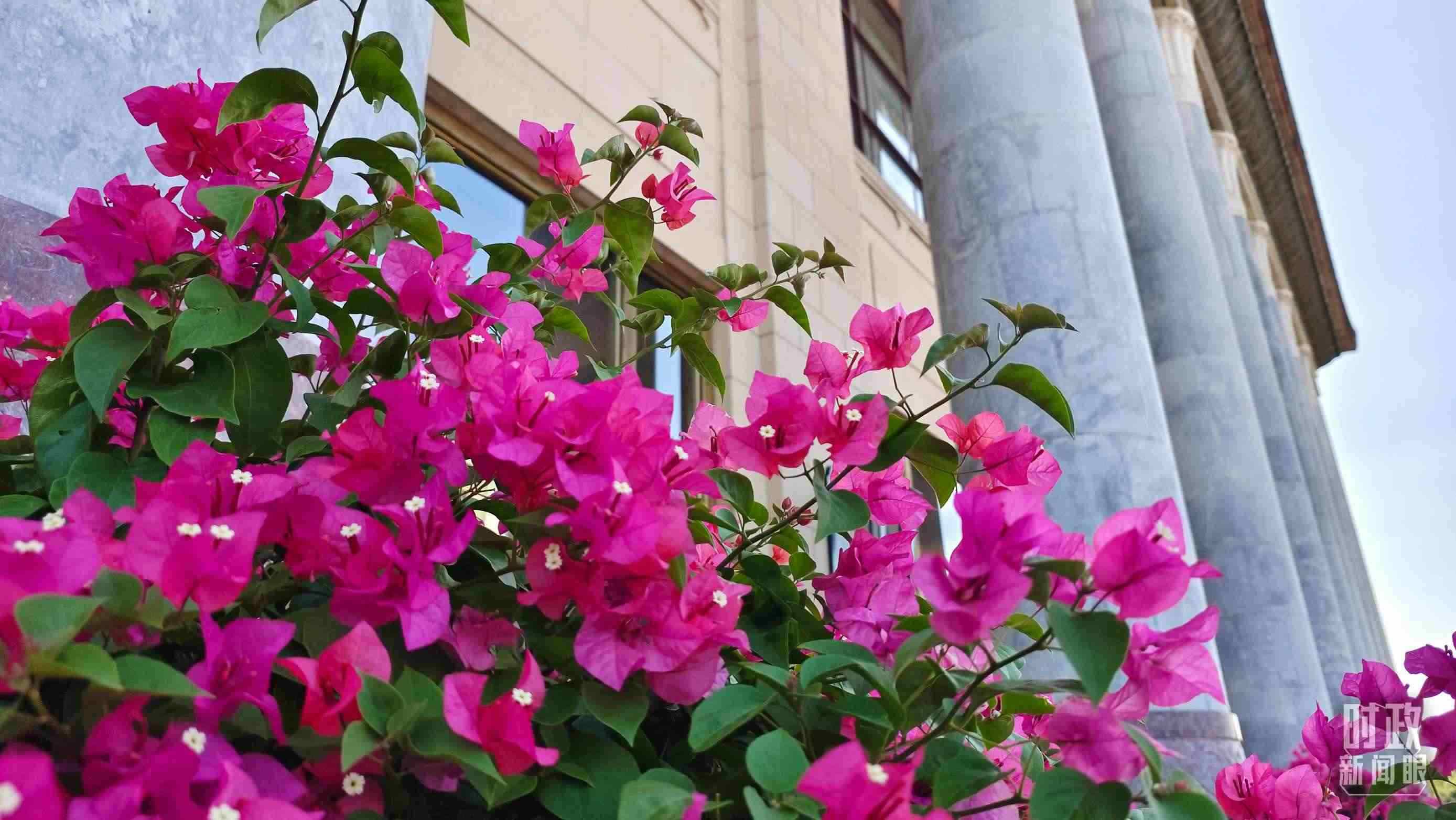 △人民大會堂外花團錦簇。（總臺央視記者韓銳拍攝）