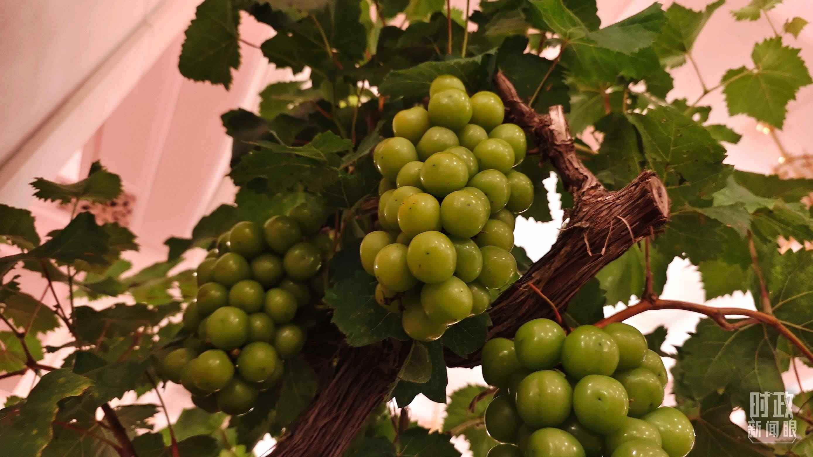  △人民大會(huì)堂的盆景，碩果累累。（總臺(tái)央視記者韓銳拍攝）