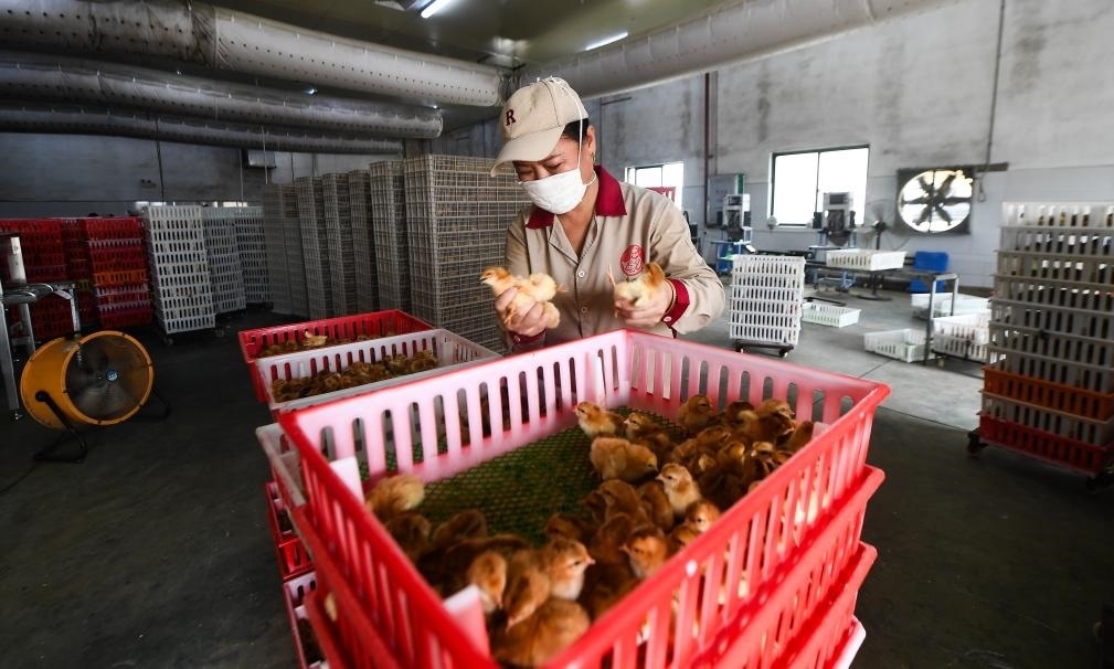 在文昌市的海南（潭牛）文昌雞股份有限公司孵化廠，工人在挑選文昌雞苗。新華社記者楊冠宇 攝