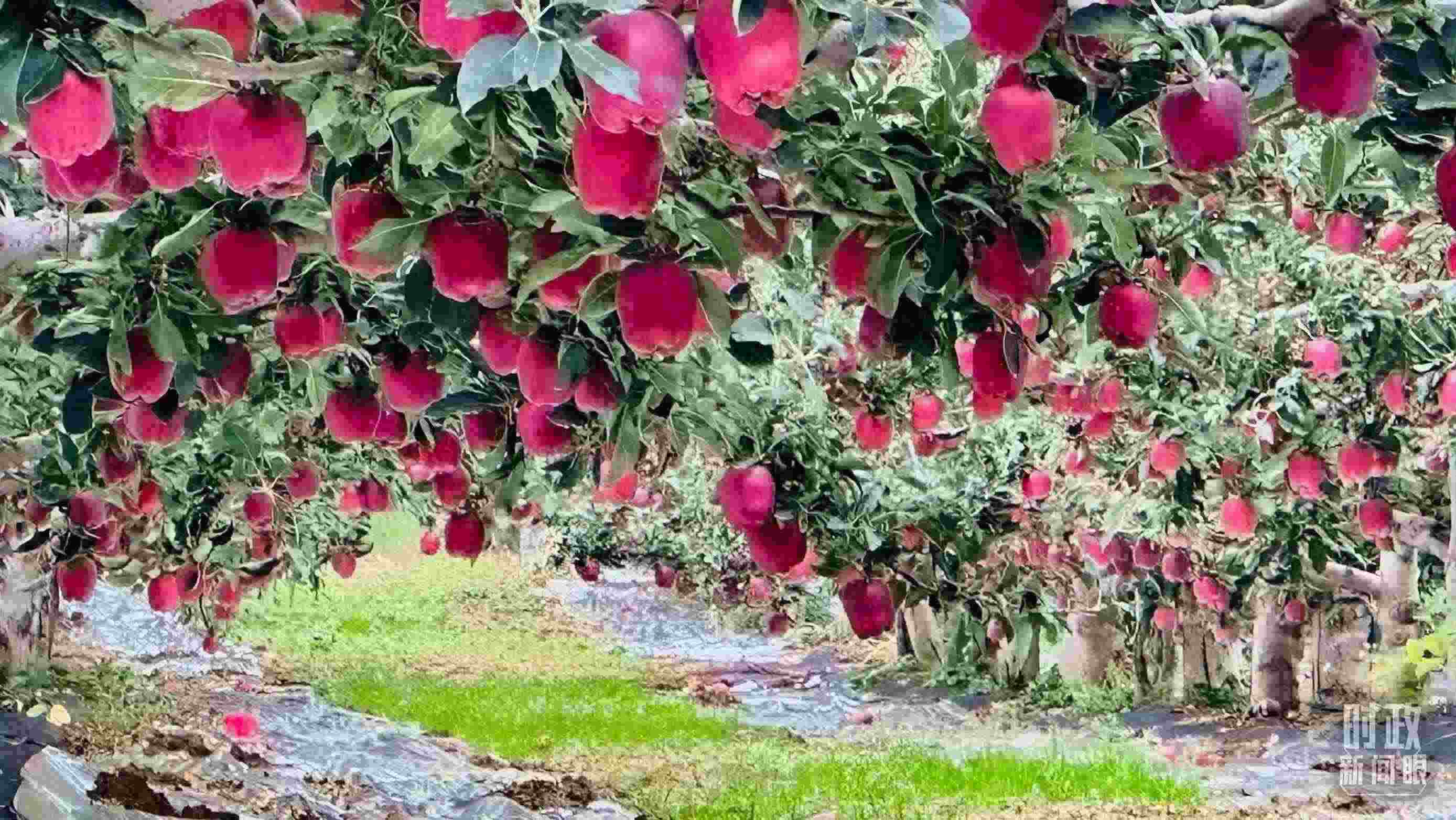 △ 麥積區(qū)南山花牛蘋果基地。（總臺央視記者范一鳴拍攝）