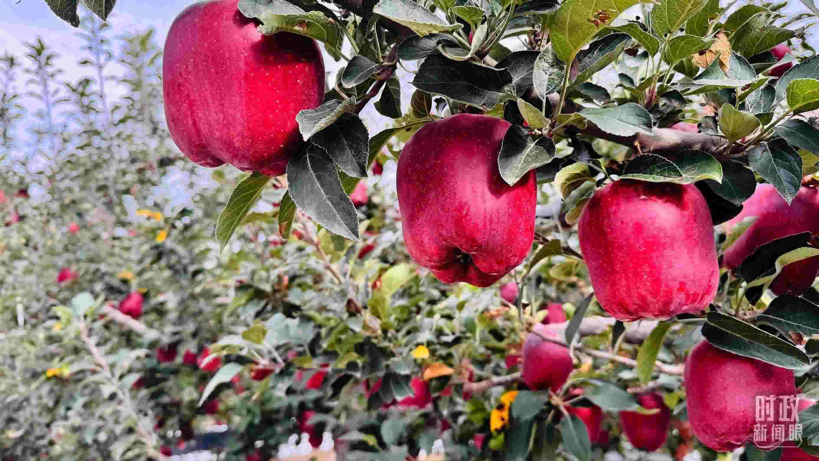 △ 麥積區(qū)南山花牛蘋果基地。（總臺央視記者黎兵拍攝）
