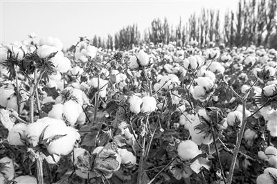 圖為新疆阿克蘇棉田。新研究揭示了GhEXL3基因調(diào)控棉纖維伸長(zhǎng)的分子機(jī)制，為棉纖維品質(zhì)遺傳改良提供了重要理論依據(jù)。視覺(jué)中國(guó)供圖