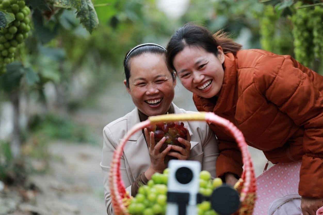 2024年10月6日，果農在貴州省黔西市金碧鎮(zhèn)新蘭村葡萄園里進行直播銷售。來源：人民圖片