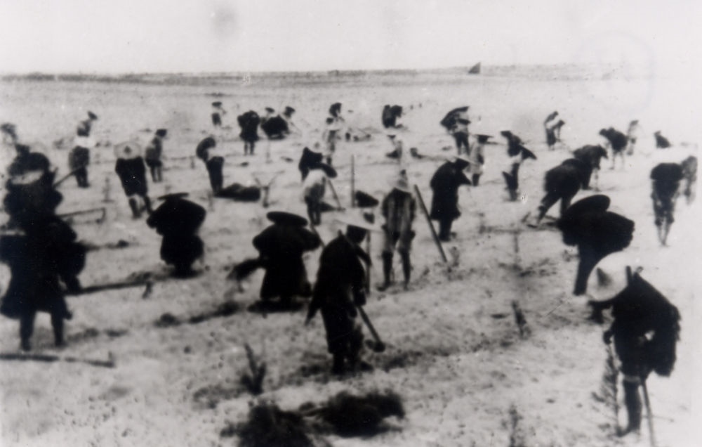 上世紀(jì)東山百姓在沙灘造林（資料照片）。