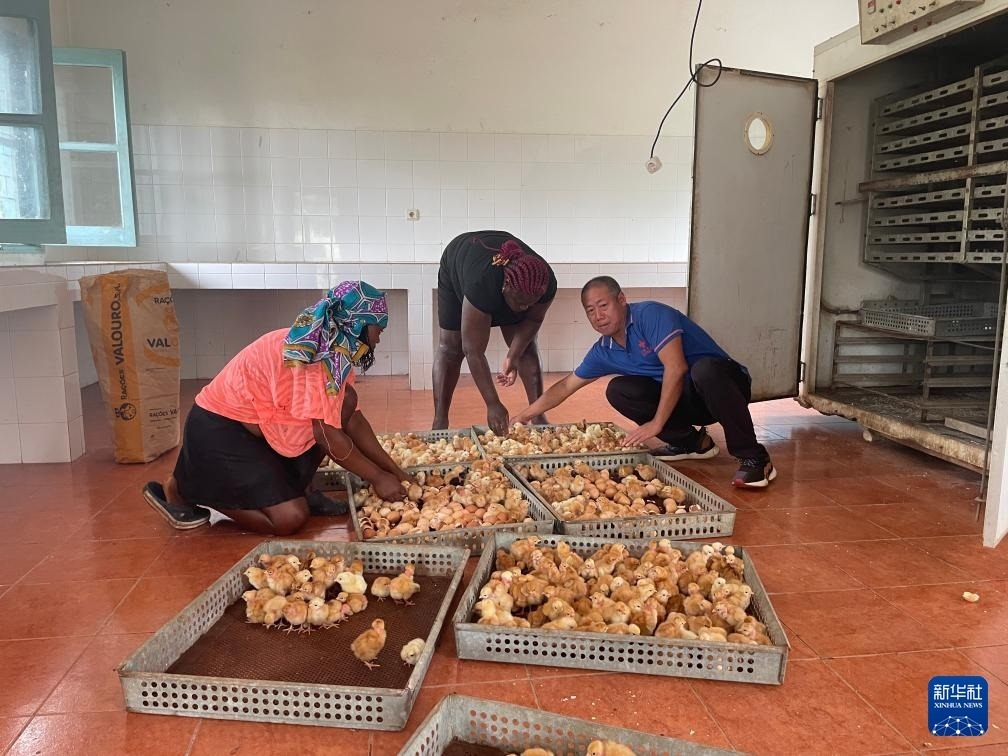 中國(guó)援圣普農(nóng)牧業(yè)技術(shù)項(xiàng)目組專(zhuān)家在圣多美和普林西比家禽繁育中心指導(dǎo)雛雞人工孵化技術(shù)（2024年10月8日攝）。新華社發(fā)（中國(guó)援圣普農(nóng)技組供圖）