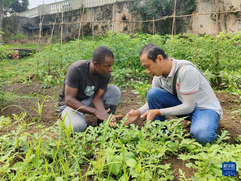中國(guó)援圣普農(nóng)牧業(yè)技術(shù)項(xiàng)目組專(zhuān)家彭杰（右）在圣多美和普林西比的梅佐希大區(qū)指導(dǎo)蔬菜種植戶(hù)改善田間管理技術(shù)（2024年1月25日攝）。新華社發(fā)（中國(guó)援圣普農(nóng)技組供圖）
