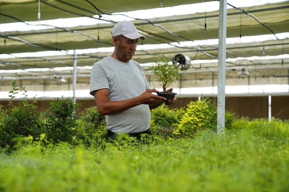 7月28日，在烏茲別克斯坦錫爾河州的上合組織農(nóng)業(yè)基地中烏現(xiàn)代農(nóng)業(yè)科技示范園，工作人員檢查盆栽植物。新華社發(fā)（扎法爾攝）