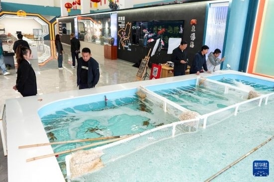 9月20日，游客在吉林省琿春市的帝王蟹保稅店內選購帝王蟹。新華社記者 許暢 攝