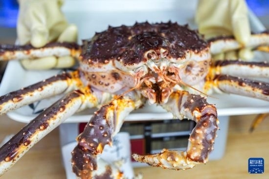 這是9月20日在吉林省琿春市的東北亞跨境電商產業(yè)園內的帝王蟹保稅店拍攝的帝王蟹。新華社記者 許暢 攝