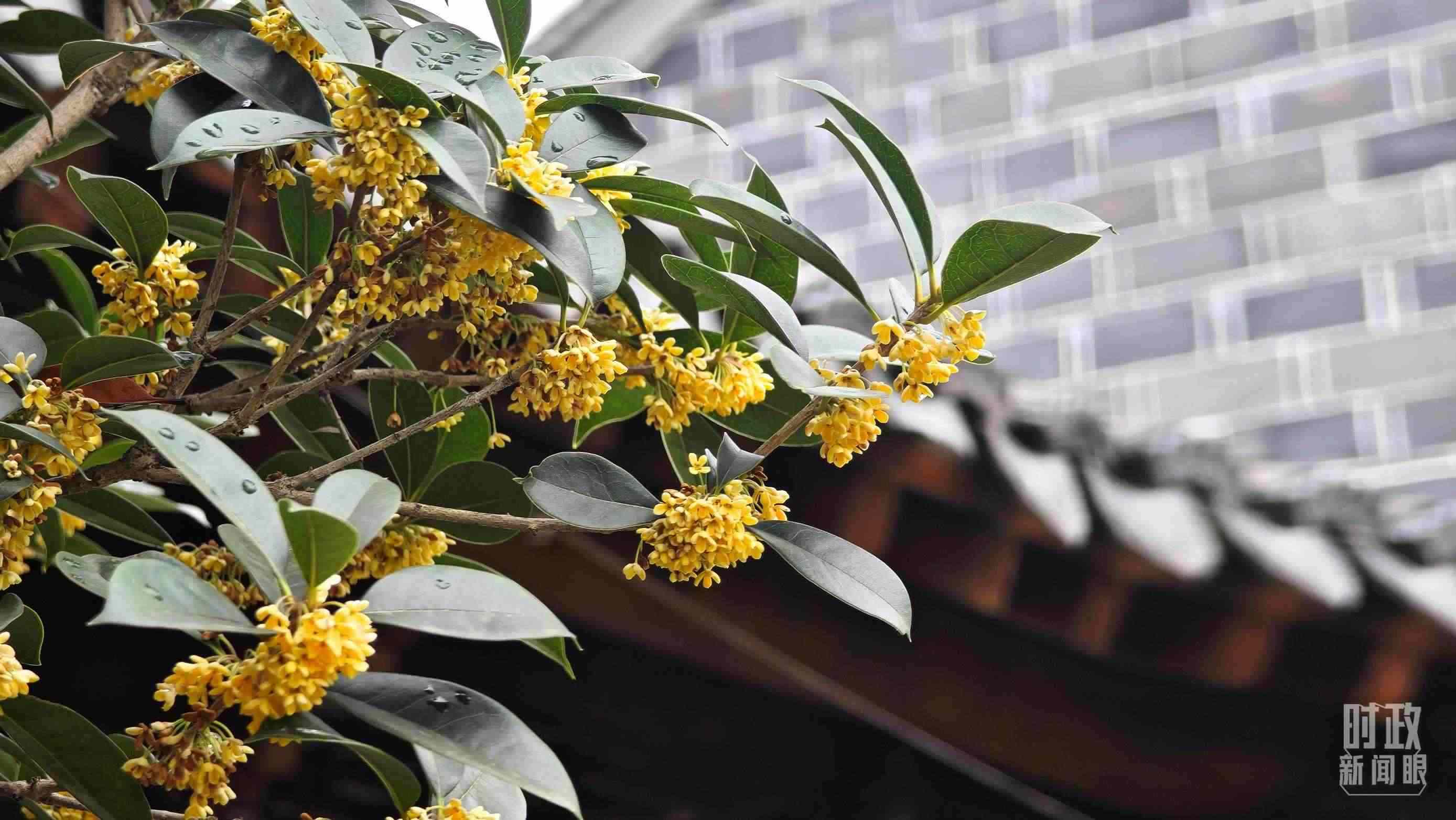 △六尺巷。（總臺央視記者趙化、彭漢明拍攝）