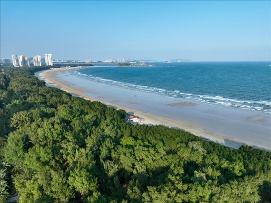 郁郁蔥蔥的東山縣沿海防護(hù)林（無人機(jī)拍攝）。新華社記者 姜克紅 攝