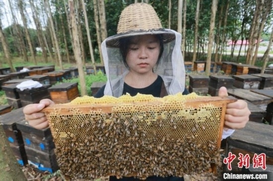 吳素英查看蜂蜜產(chǎn)蜜情況。湯曉逵 攝