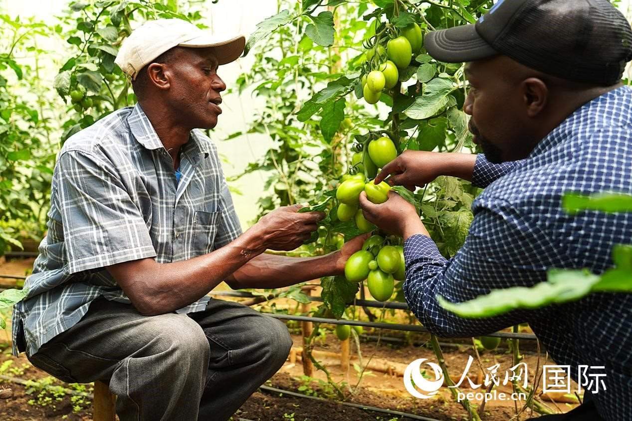 肯尼亞納庫(kù)魯郡，埃格頓大學(xué)園藝學(xué)專家史蒂芬·吉藤古在溫室大棚里指導(dǎo)當(dāng)?shù)剞r(nóng)民喬納·卡蘭賈種植番茄。人民網(wǎng)記者 黃煒鑫攝