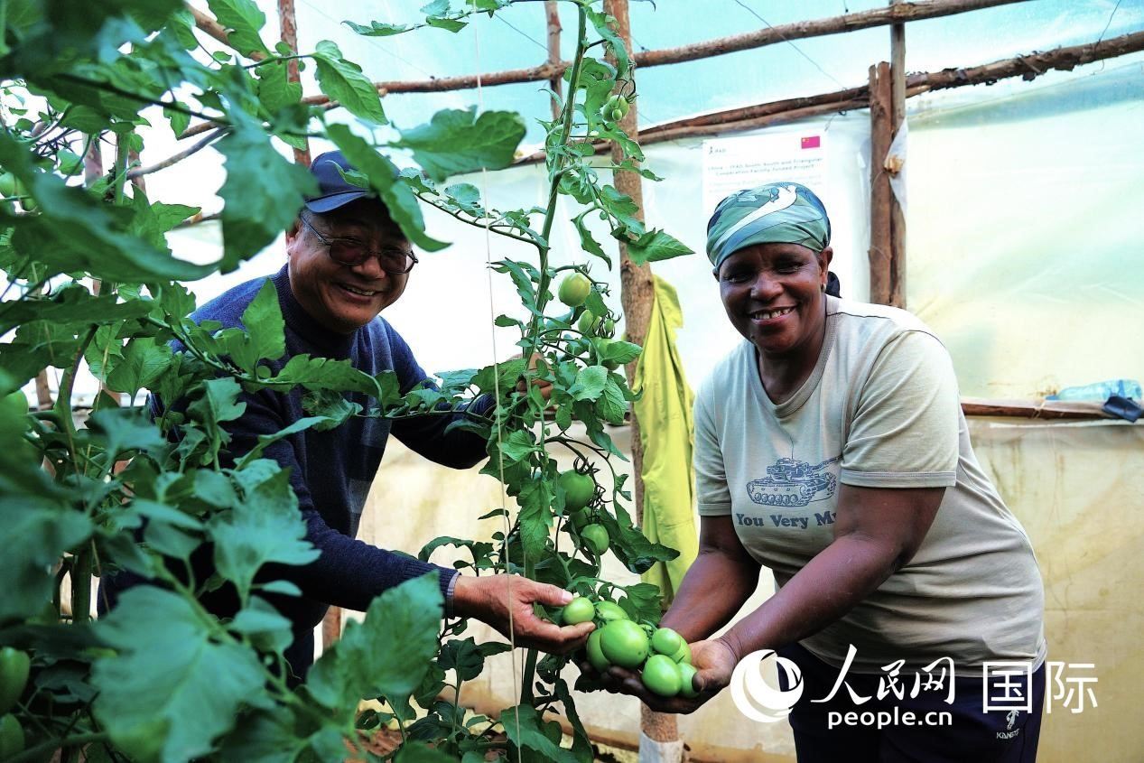 肯尼亞納庫(kù)魯郡，南京農(nóng)業(yè)大學(xué)援非專家劉高瓊和當(dāng)?shù)剞r(nóng)民瑪麗·姆旺吉在溫室大棚里查看番茄種植情況。人民網(wǎng)記者 黃煒鑫攝