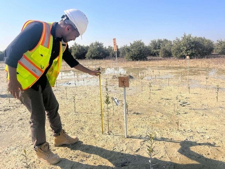 工作人員在監(jiān)測紅樹苗生長情況。中國土木供圖