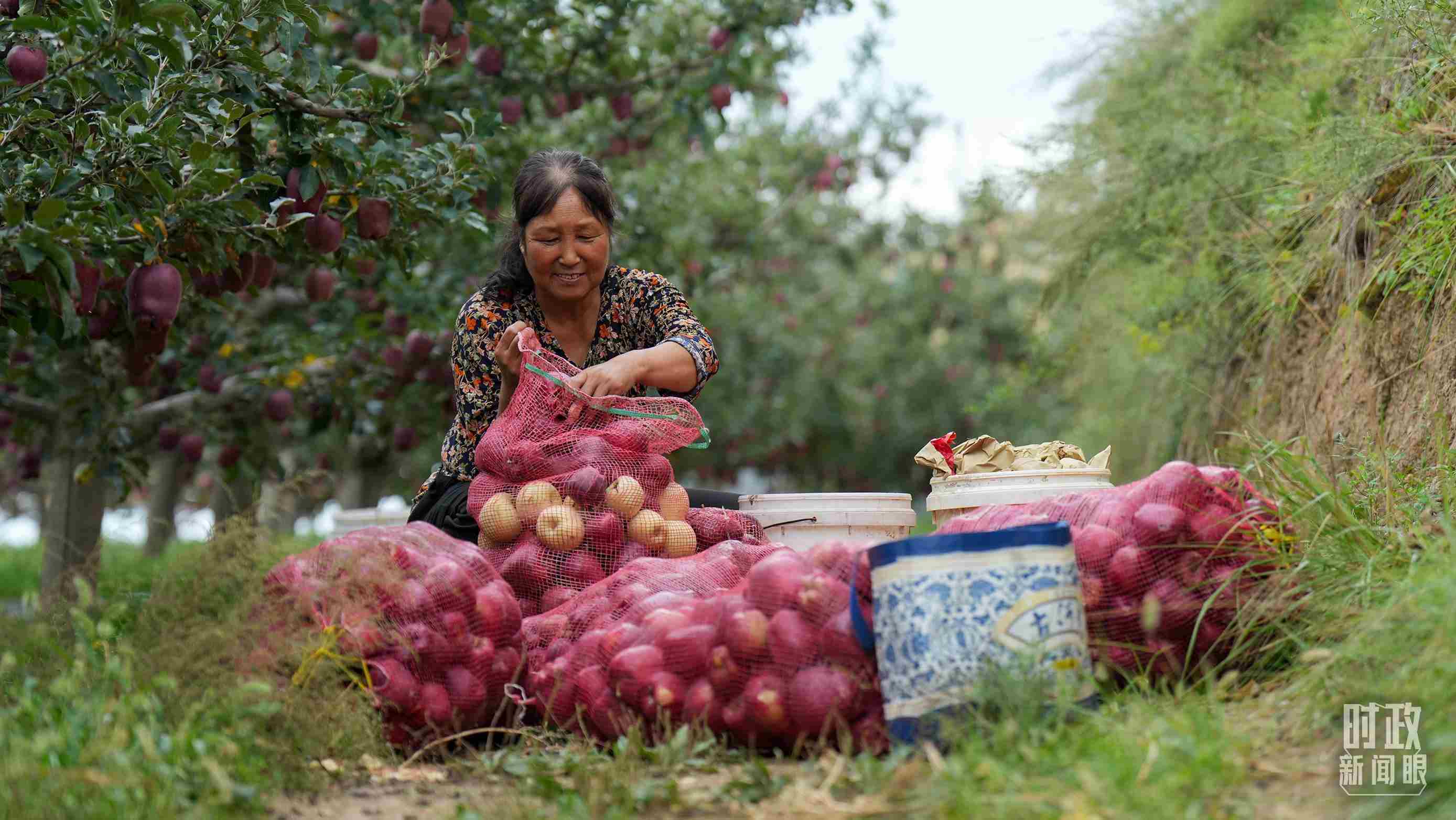 △甘肅天水的花牛蘋果已經(jīng)成為當(dāng)?shù)厝罕姷摹吧鷳B(tài)果”“致富果”。（總臺記者李晉拍攝）