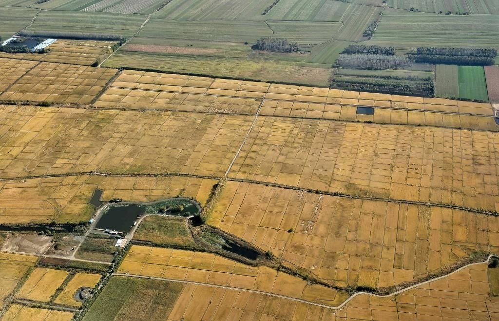 俯瞰黑龍江省哈爾濱市一處稻田（10月2日攝，無人機(jī)照片）。新華社記者 孫曉宇 攝
