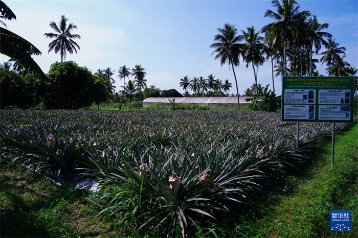 這是12月23日在斯里蘭卡馬坎杜拉拍攝的中國技術試驗田菠蘿田。新華社記者 陳冬書 攝