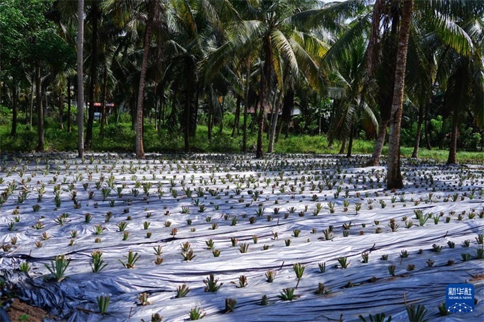 這是12月23日在斯里蘭卡馬坎杜拉拍攝的農民里尚·普爾納的菠蘿田。新華社記者 陳冬書 攝