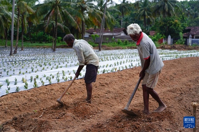 12月23日，斯里蘭卡馬坎杜拉的農民在菠蘿田地里勞作。新華社記者 陳冬書 攝