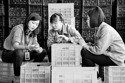 為拓展柿子產(chǎn)業(yè)發(fā)展新途徑，在陜西富平淡村鎮(zhèn)，歸國留學(xué)生王薇參與創(chuàng)建了一座柿酒酒莊。新華社發(fā)