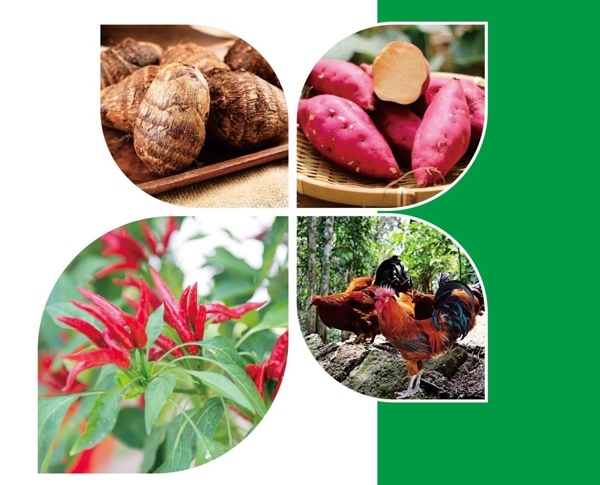 天等縣名特優(yōu)農(nóng)產(chǎn)品。主辦方供圖