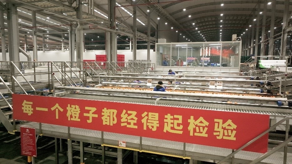 工人在智能生產(chǎn)線上對臍橙精深加工。人民網(wǎng)記者 張力洋攝