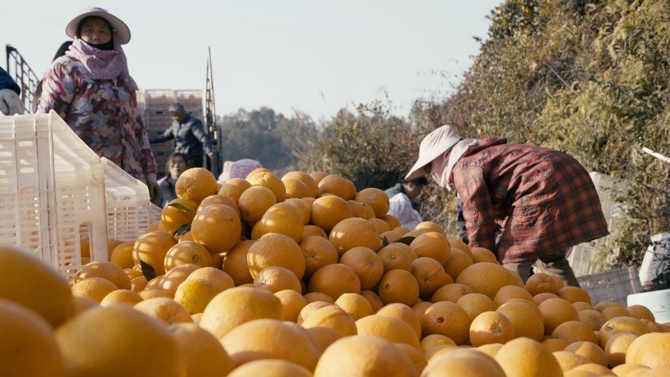 贛南臍橙喜獲豐收。人民網(wǎng)記者 張力洋攝