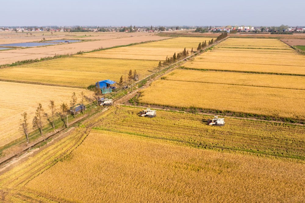 2024年11月1日，在湖南華容縣團(tuán)洲垸，村民駕駛收割機(jī)收獲水稻（無人機(jī)照片）。新華社記者陳思汗 攝