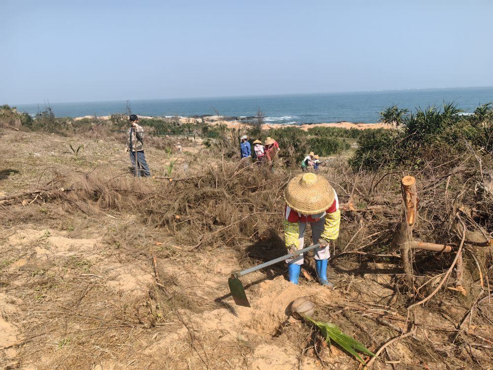 2025年1月19日，在海南文昌市，工人正在修復(fù)海岸防風(fēng)林。新華社記者吳茂輝 攝