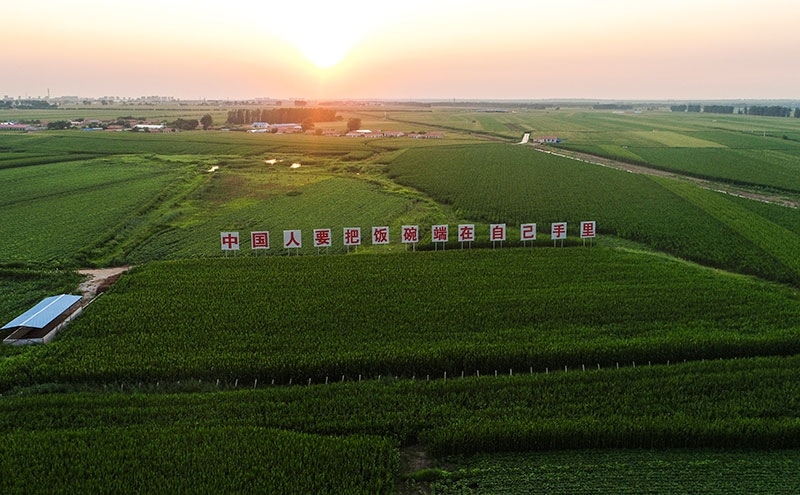 2020年7月23日拍攝的吉林省梨樹縣國家百萬畝綠色食品原料（玉米）標(biāo)準(zhǔn)化生產(chǎn)基地核心示范區(qū)（無人機照片）。新華社記者 許暢 攝