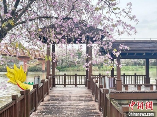 3月7日，廣州海珠國家濕地公園宮粉紫荊花海吸引游人。中新社記者 許青青 攝