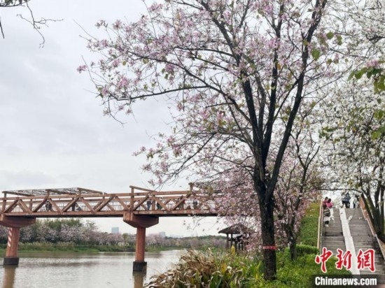 3月7日，廣州海珠國家濕地公園宮粉紫荊花海吸引游人。中新社記者 許青青 攝