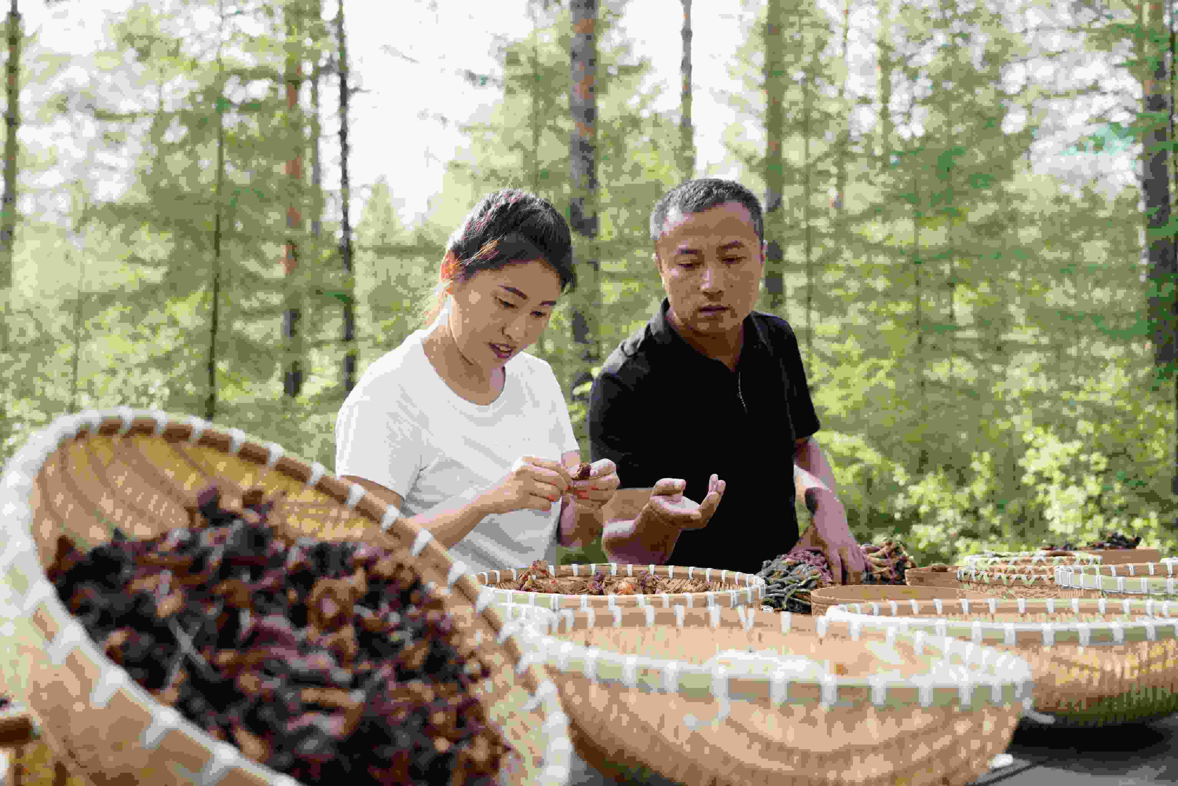 2024年8月6日，黑龍江漠河林場員工正在分揀采集來的林下產(chǎn)品。
