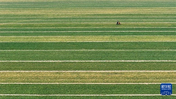 3月14日，在菏澤市鄆城縣潘渡鎮(zhèn)，農(nóng)民在麥田里施肥（無人機(jī)照片）。