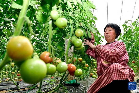 3月13日，在菏澤市鄆城縣張營街道，農(nóng)民在設(shè)施大棚里打理西紅柿。