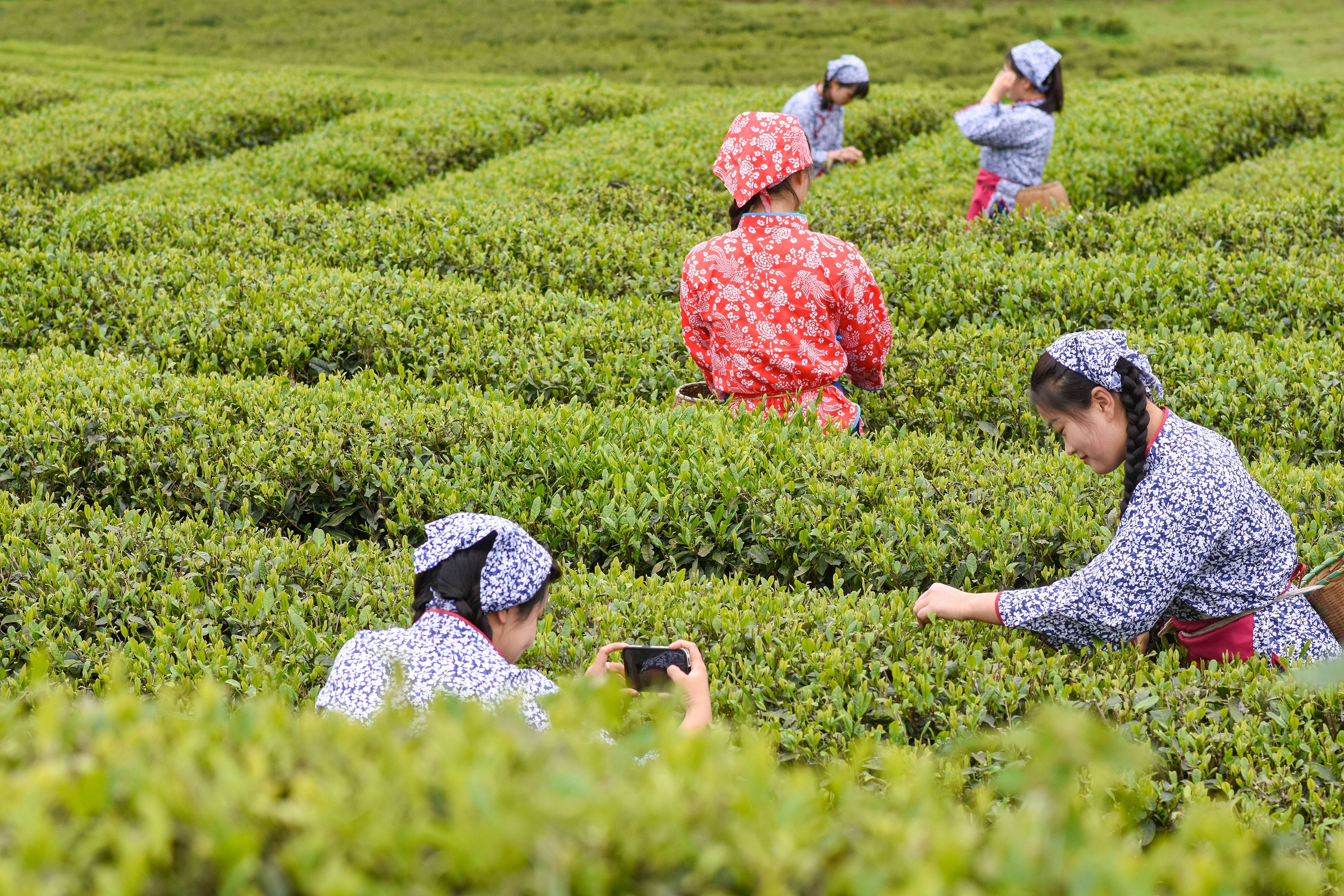 2023年4月6日，游客在貴州省銅仁市江口縣怒溪鎮(zhèn)駱象村生態(tài)茶園體驗采茶樂趣。