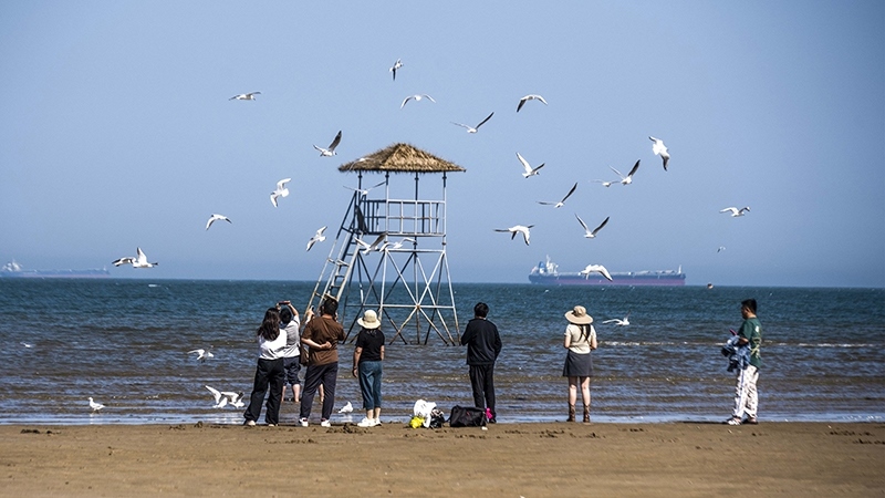 2024年5月12日，河北秦皇島，北戴河鴿子窩公園成群海鷗在天空中自由翱翔，與大海、藍(lán)天構(gòu)成了一幅美麗的畫卷。
