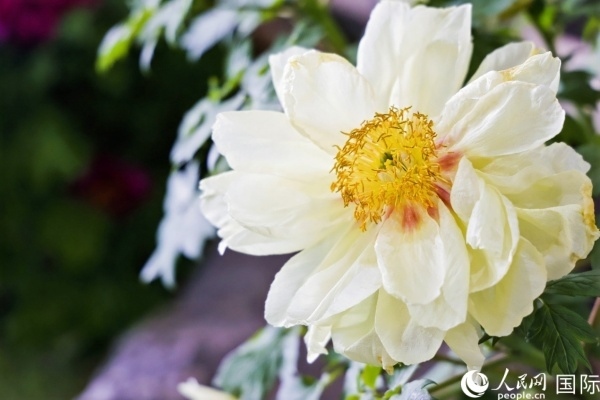 洛陽國家牡丹園牡丹盛開。 人民網(wǎng)記者 魯揚攝