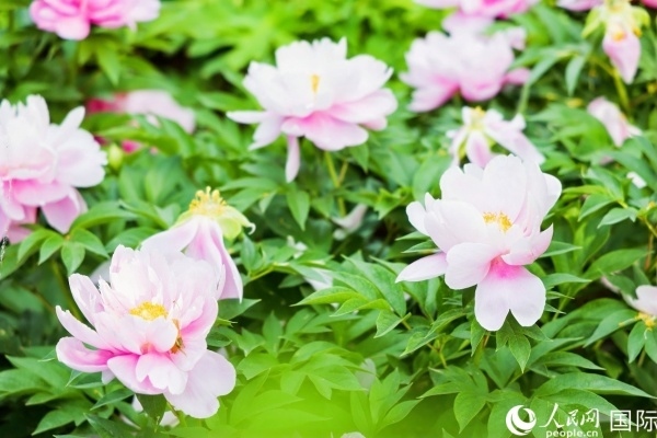 洛陽國家牡丹園牡丹盛開。 人民網(wǎng)記者 魯揚攝