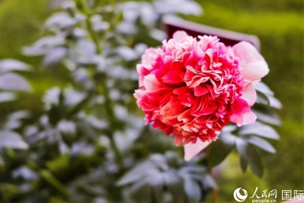 洛陽國家牡丹園牡丹盛開。 人民網(wǎng)記者 魯揚攝
